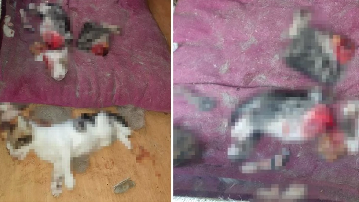 Atıl haldeki kanepenin atlında 6 yavru kedi, kafaları ve patileri kesilmiş halde bulundu