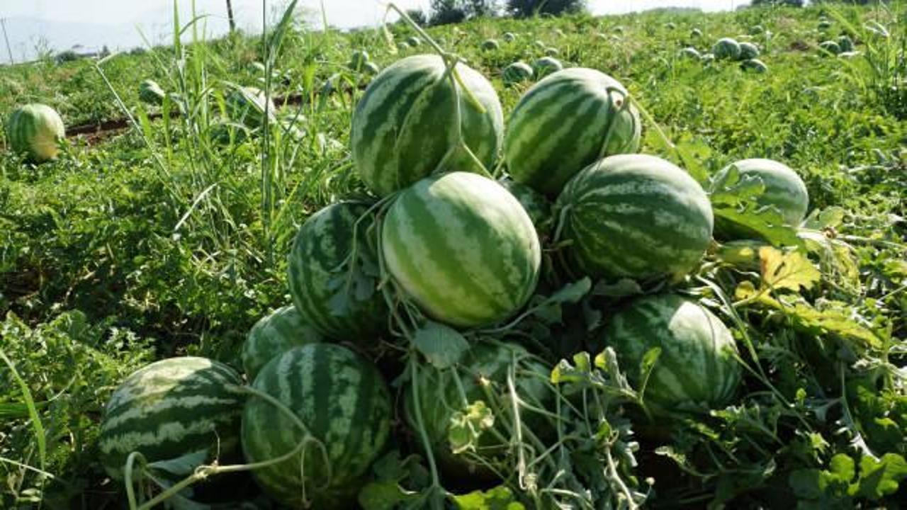 Adana'nın sıcağı Aydın'a yaradı