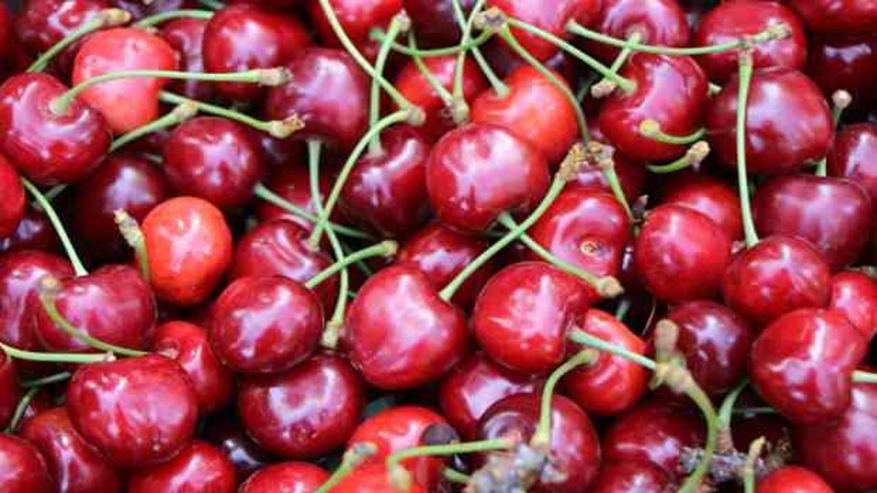 Amasya’da dalları kiraz bastı, rekolte 50 bin ton