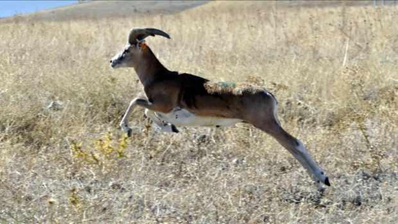 Annelerinden ayrı düşen yaban hayvanları rehabilitasyon merkezinde hayata tutunuyor