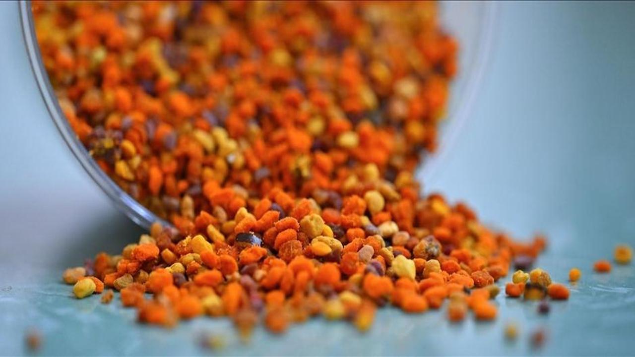 Arı polenleri yapay zekayla daha hızlı sınıflandırılıyor