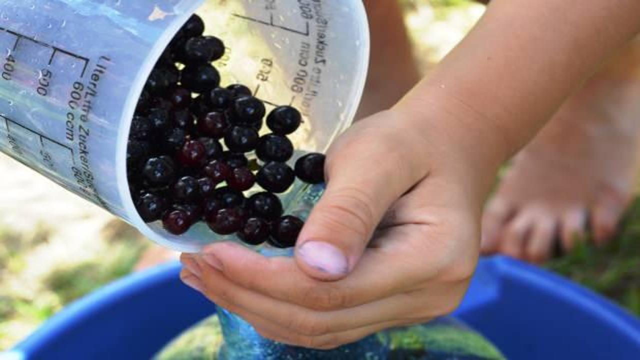 Aronya meyvesi Türkiye'de nerede yetişir? Aronya nasıl tüketilir, faydaları nelerdir?