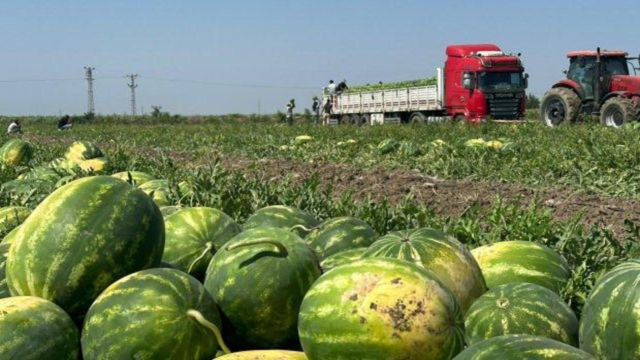 Aşırı sıcak karpuzun tadını kaçırdı; fiyatı 2 kat arttı
