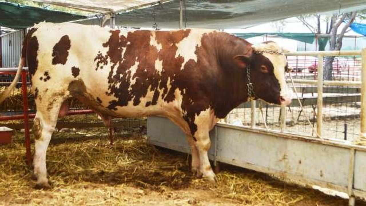 Balıkesir'de 1,4 tonluk kurbanlık dana 500 bin liradan satışa çıkarıldı