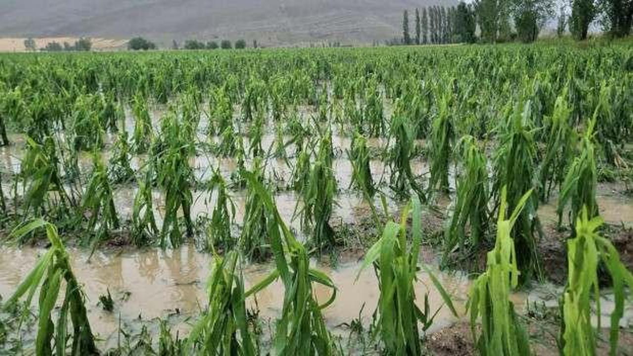 Bayburt'ta dolu ve sağanak: Tarım arazileri zarar gördü