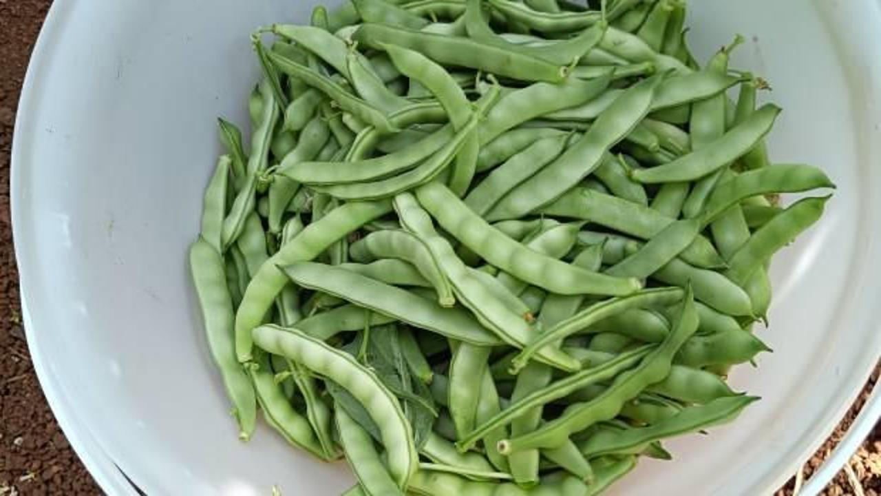 Bilecik'in kılçıksız 