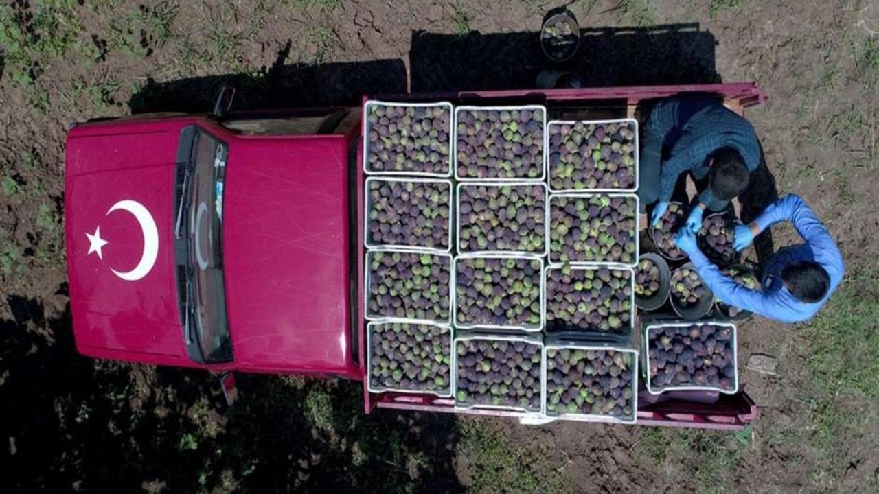 Bu yıl kilosu 200 TL'ye dayandı: En çok satıcılar servet kazandı