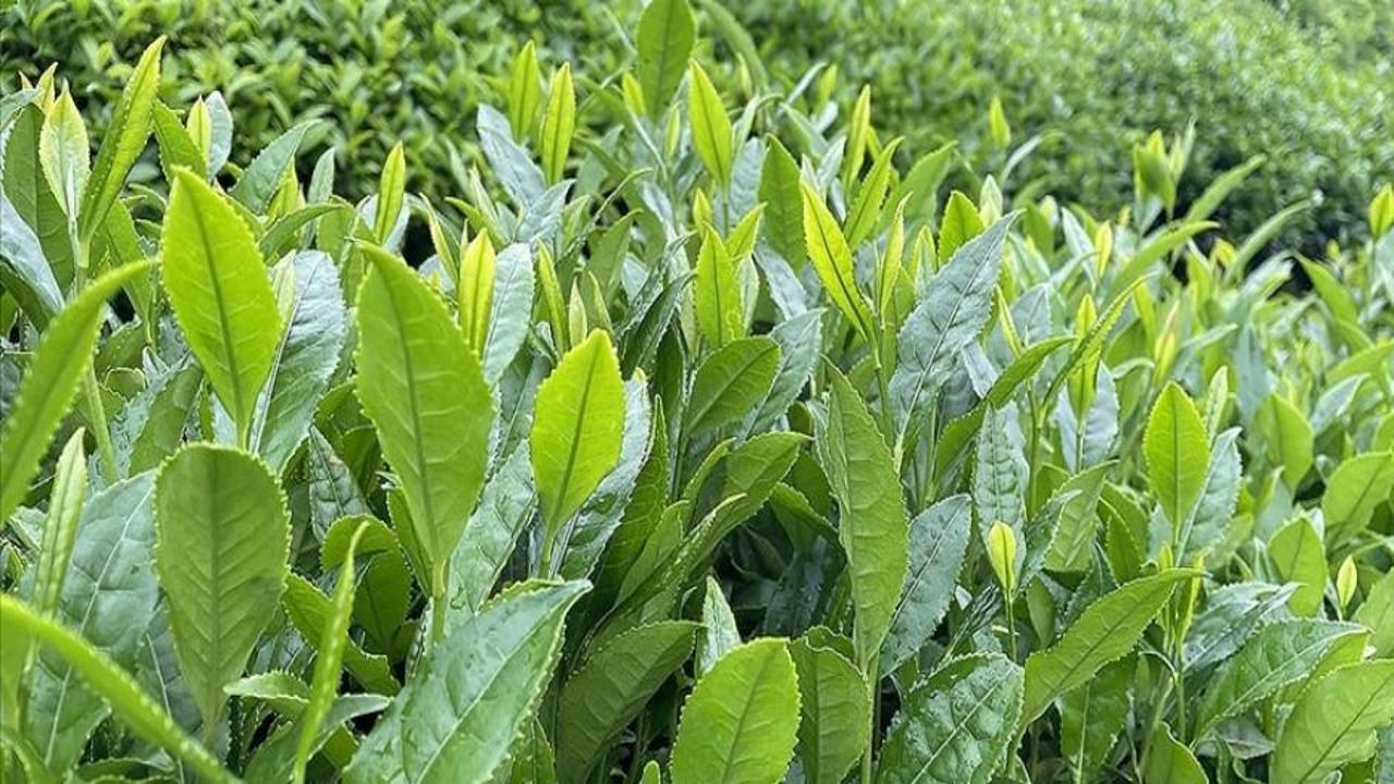 ÇAYKUR birinci sürgün döneminde 213 bin ton yaş çay aldı