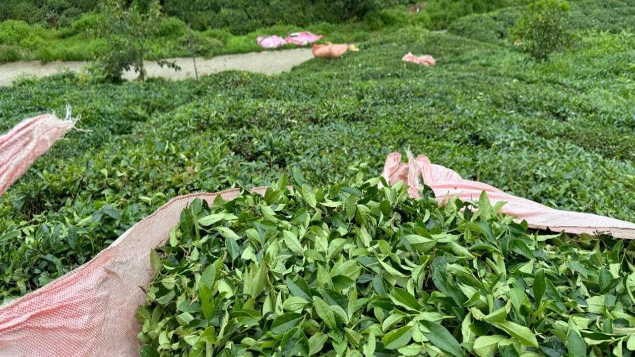 ÇAYKUR günlük çay alım kontenjanını tekrar 25 kilograma çıkarttı
