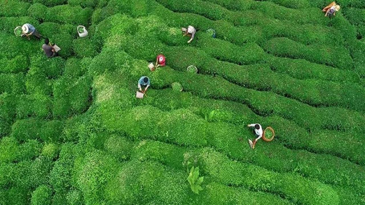 ÇAYKUR haziran ayı yaş çay ödemeleri hesaplara yattı