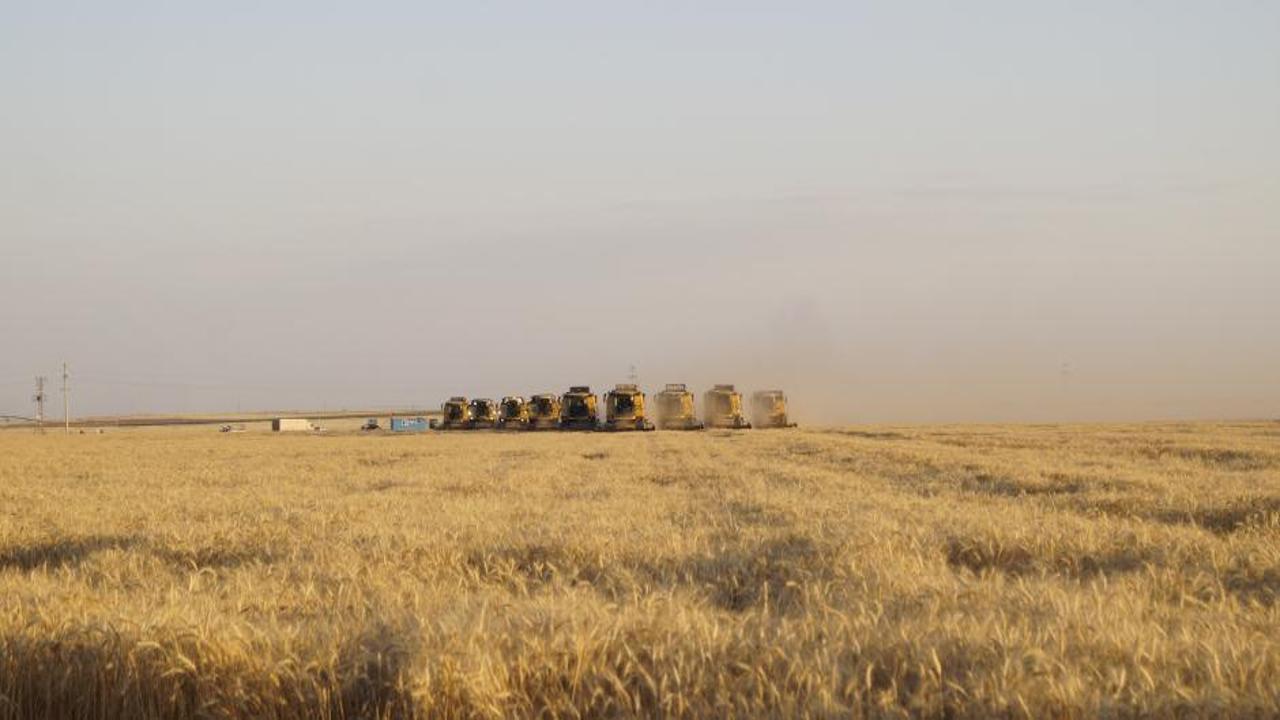 Ceylanpınar Tarım İşletmesinde buğday hasadı bayramda da sürdü
