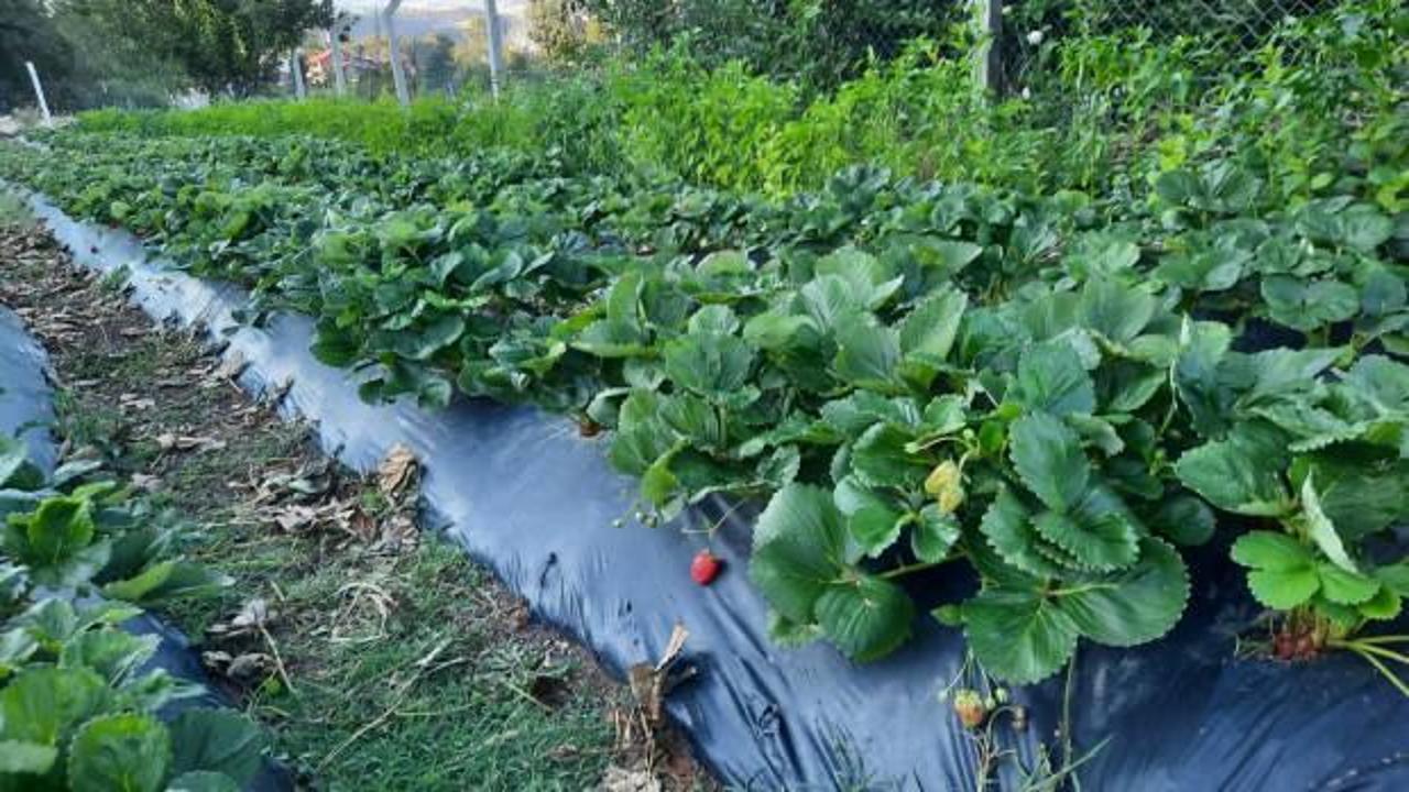 Çorum'da coğrafi işaretli İskilip çileğinin ekim alanı 750 dekara yükseldi