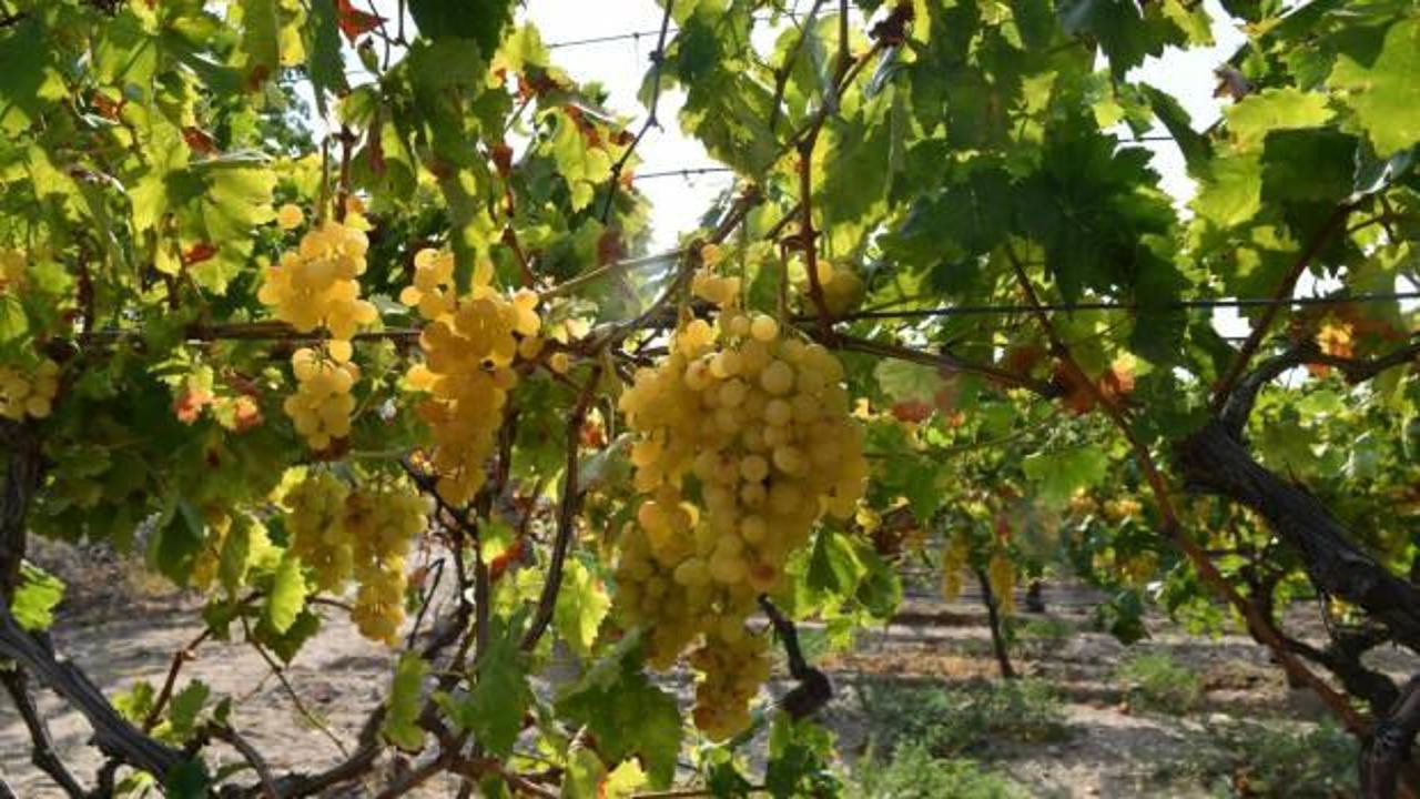 Denizli'de erkenci çeşit üzümünün hasadına başlandı
