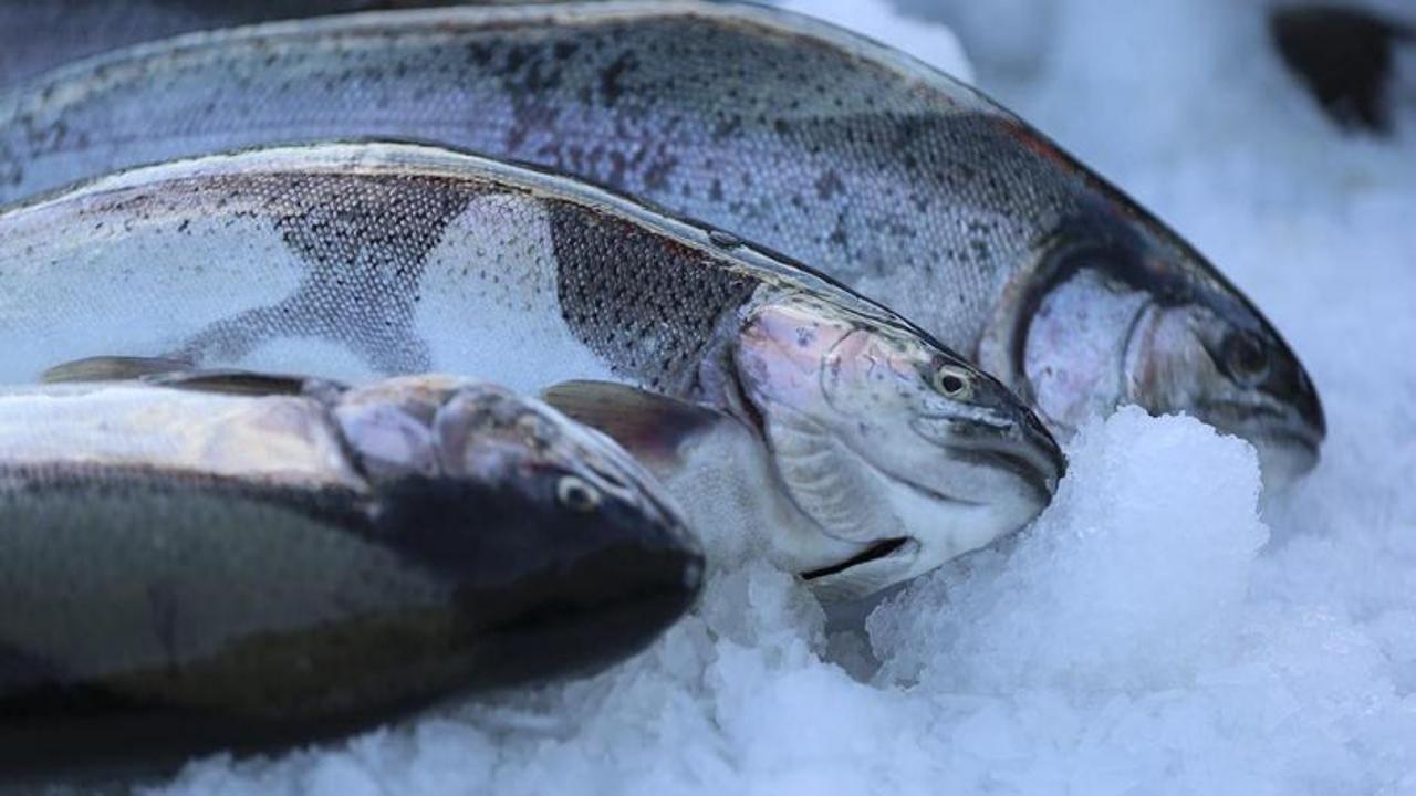Doğu Karadeniz'in somon ihracatı yüzde 45 arttı