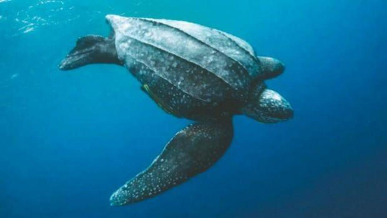 Dünyanın en büyüğü! Deri sırtlı deniz kaplumbağası ilk kez Marmara’da görüldü