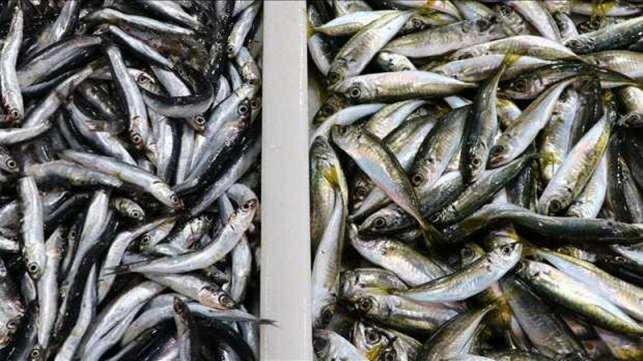 Ekosistem esaslı balıkçılık olmazsa hamsi ve istavrit de olmayabilir