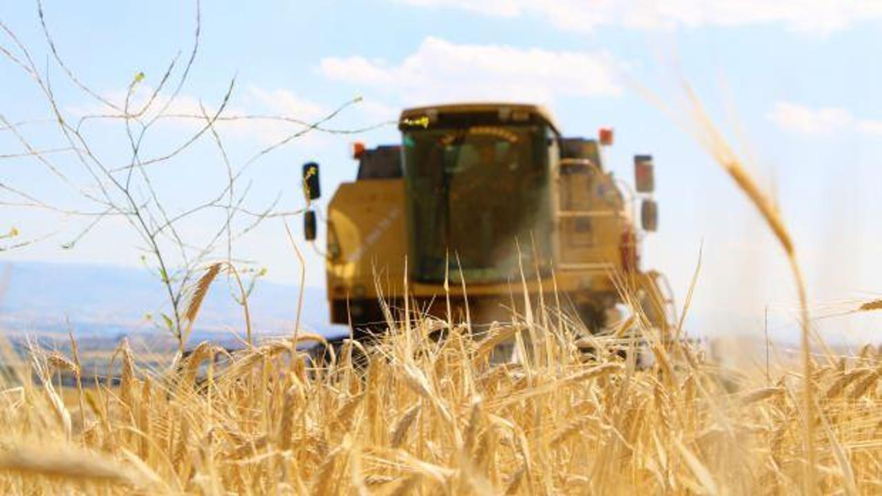 Elazığ’da 900 bin dekar alanda hasat yapılması bekleniyor