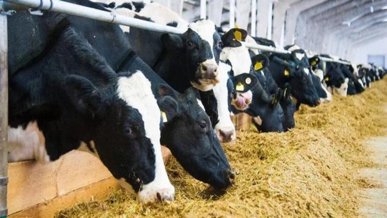 Fıkra değil gerçek! İnek başına vergi alınacak