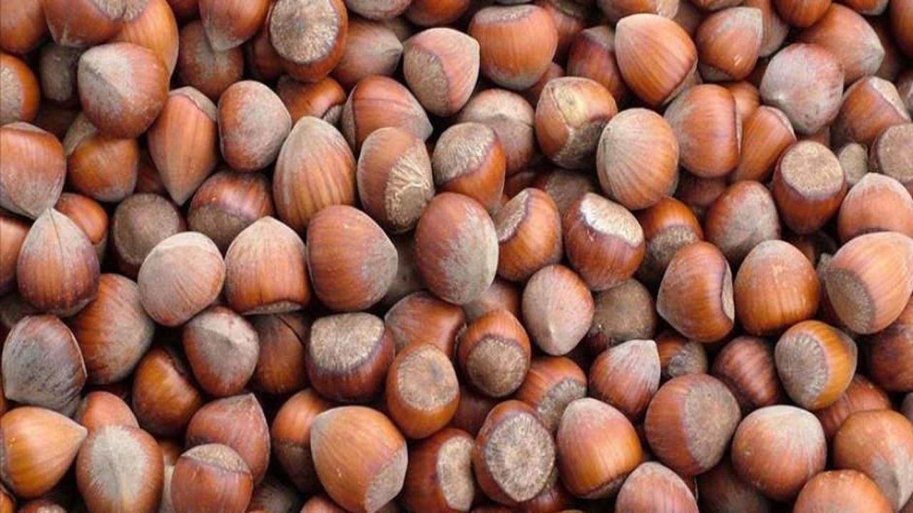 FİSKOBİRLİK yeni sezon fındık alımına 12 Ağustos'ta başlayacak