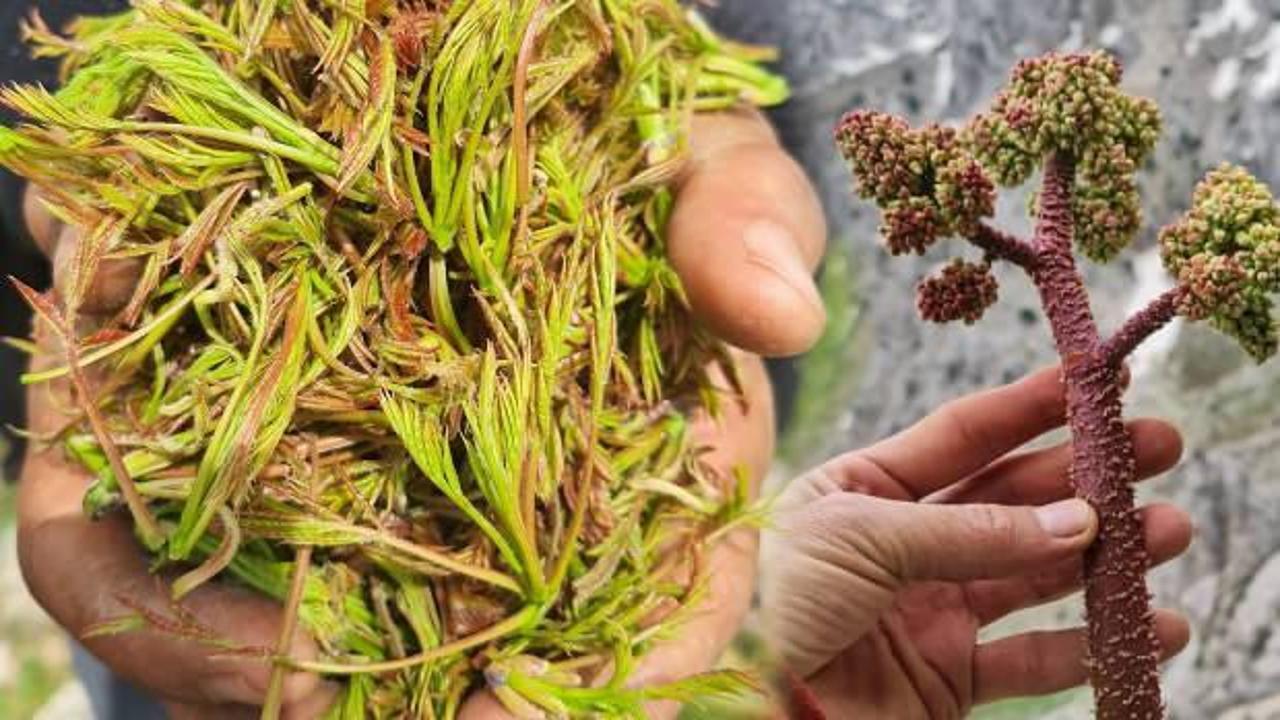 Işkın otu faydaları nelerdir, nerede yetişir? Işkın otu nereden alınır?