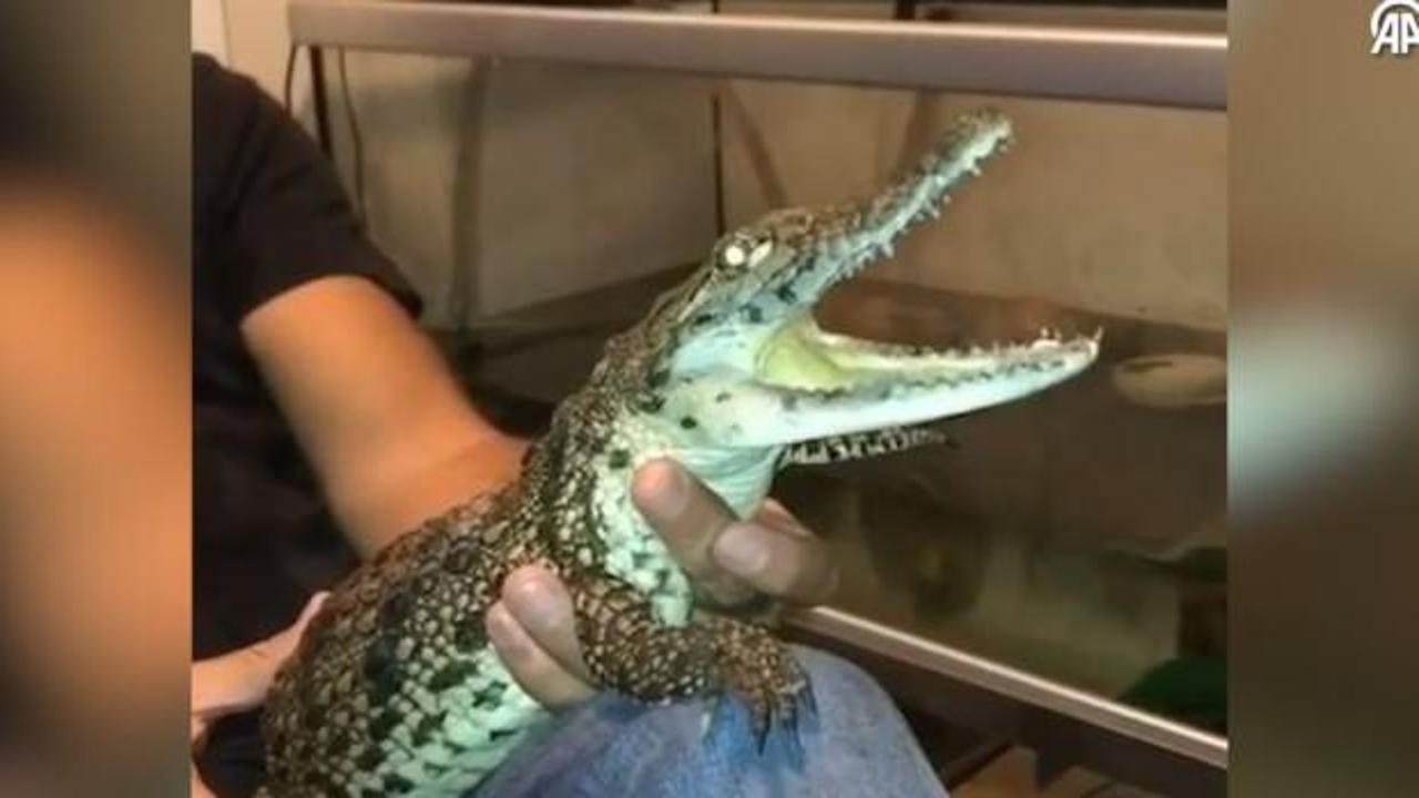 İstanbul'da inanılmaz görüntü! Timsahla yaşayan kişi gözaltında