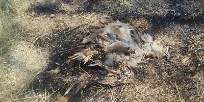 Kartal 1 milyon TL zarara neden oldu