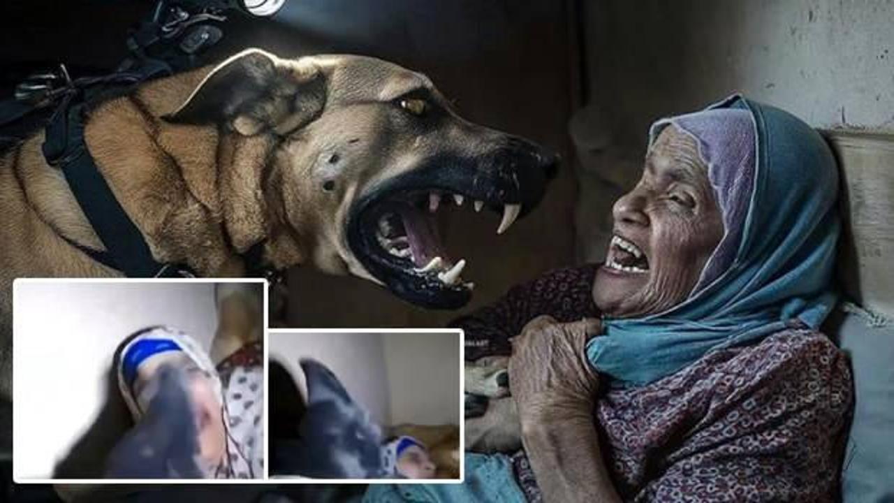 Kassam işini bitirdi! Filistinli yaşlı kadına saldıran İsrail ordusunun köpeği vuruldu