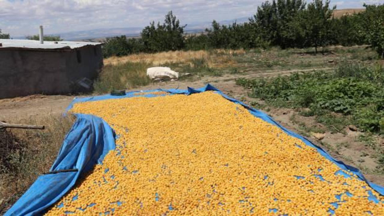 Kayısının dalından 115'den fazla ülkeye ihracat