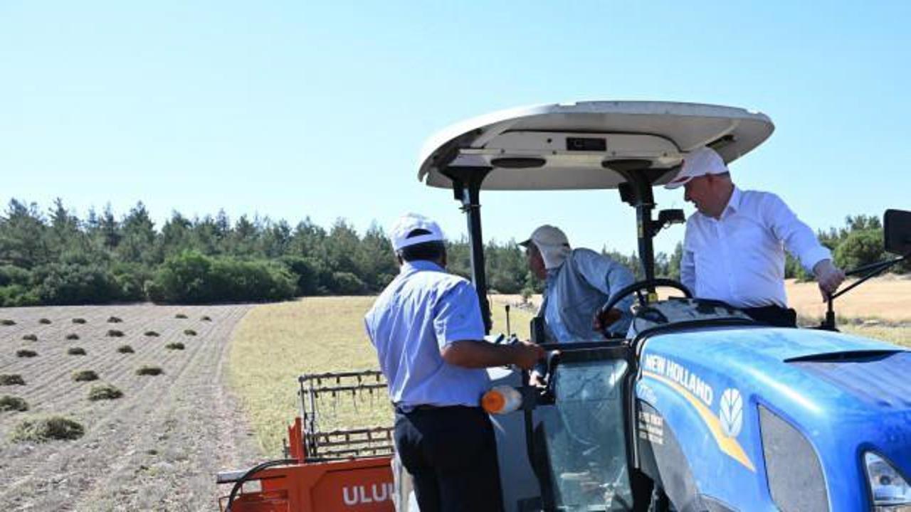 Kekik üretiminin merkezi Denizli'de hasat mesaisi erken başladı