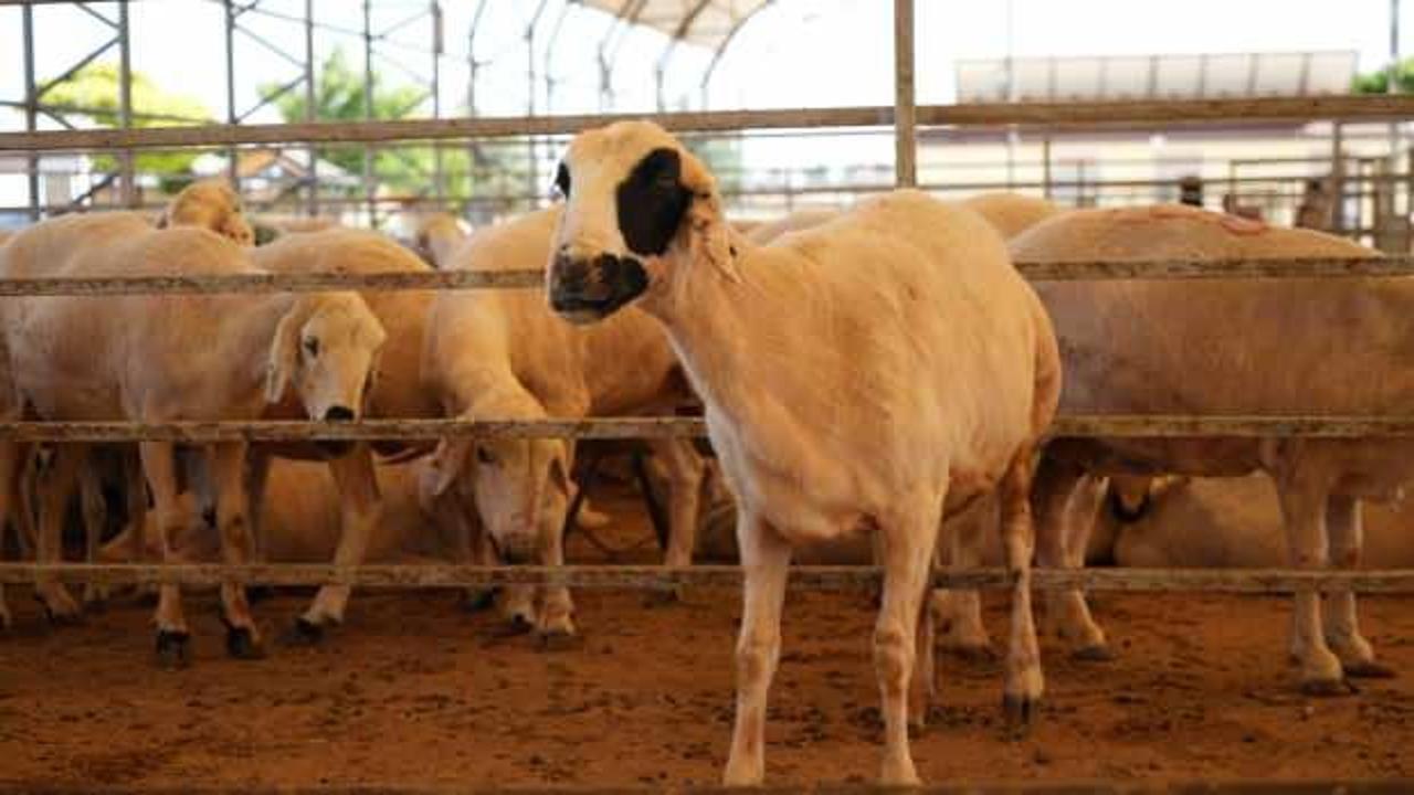 Kilis'te kurbanlıklar müşterilerini bekliyor