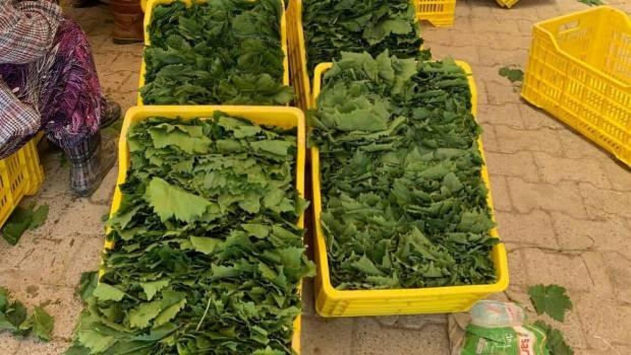 Kilosu 20 TL'ye kadar düştü! Bunaltıcı sıcaklara rağmen özenle toplanıyor