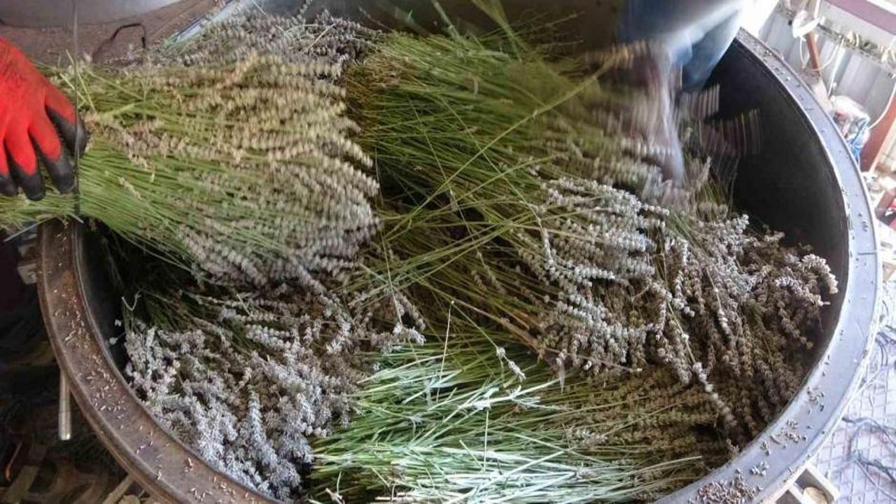 Köylüler hasada başladı! Kilosu 600 TL'ye satılıyor