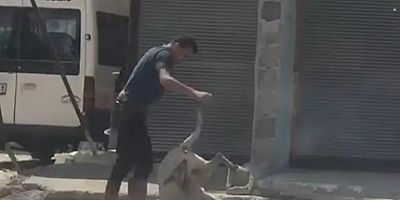 Koyunu döven kasap gözaltına altına alındı