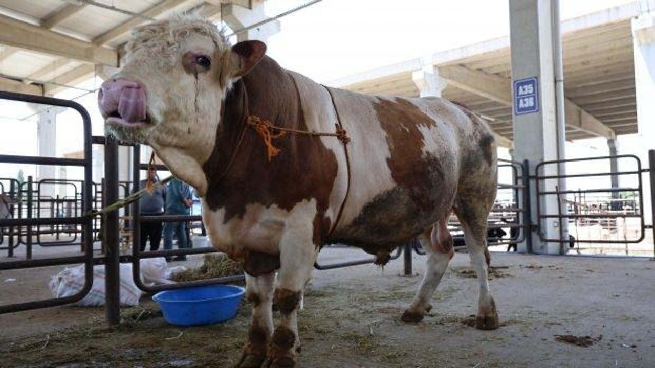 Kurban pazarının en büyük tosunu 230 bin liraya satışta