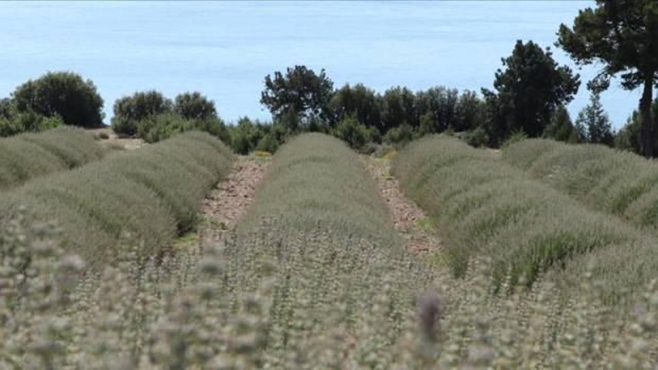 Lavanta bahçelerinin fotoğrafları bu yıl erken soldu