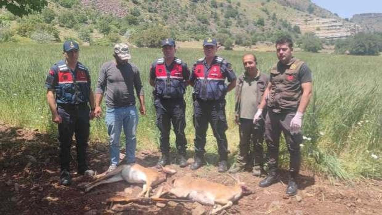 Malatya'da yaban keçisi avına 613 bin 980 TL ceza
