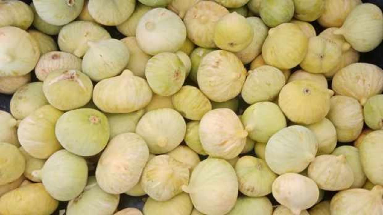 Mersin'de incir hasadı başladı