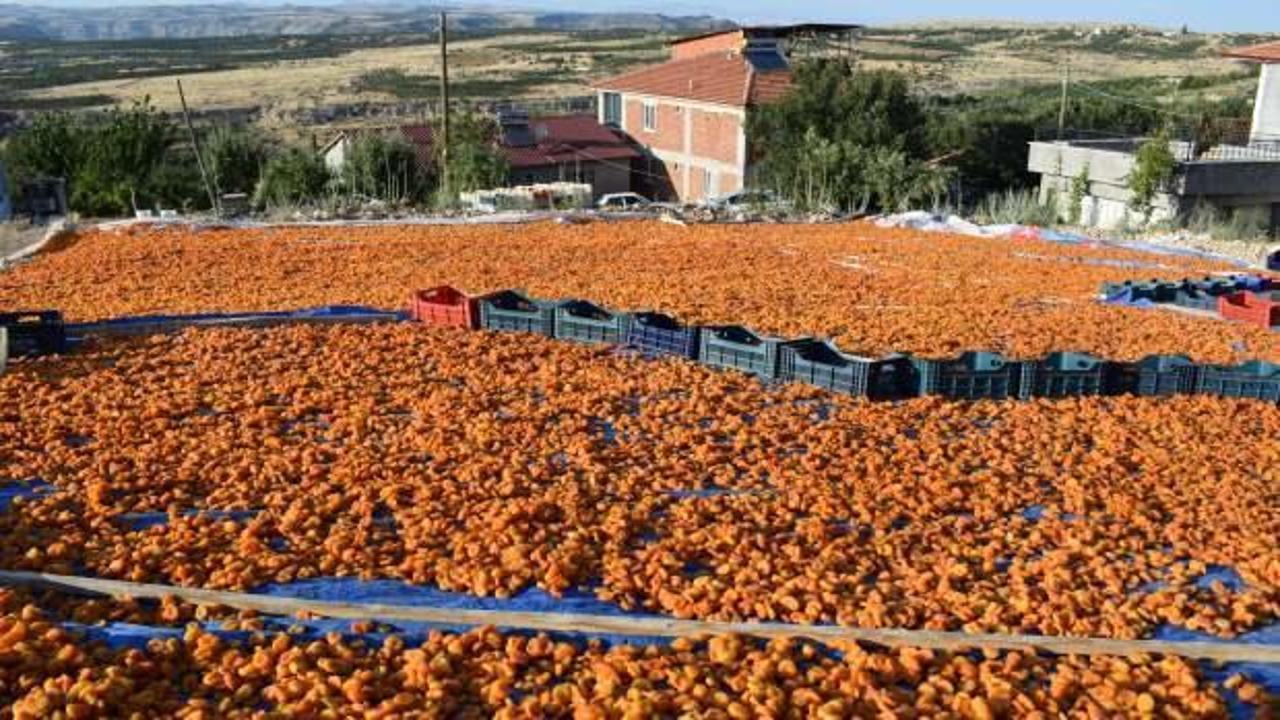 Mevsimlik tarım işçilerinin zorlu kayısı mesaisi