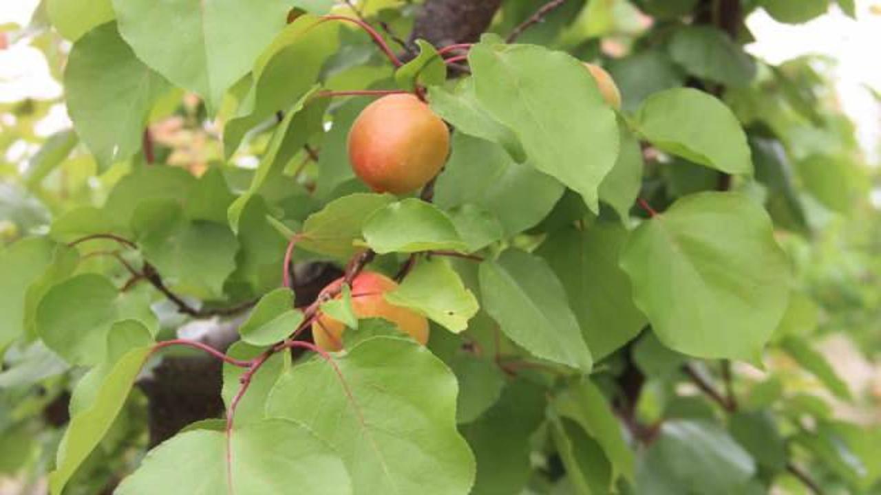 Mut’ta kayısı rekoltesi 200 bin ton olarak gerçekleşti