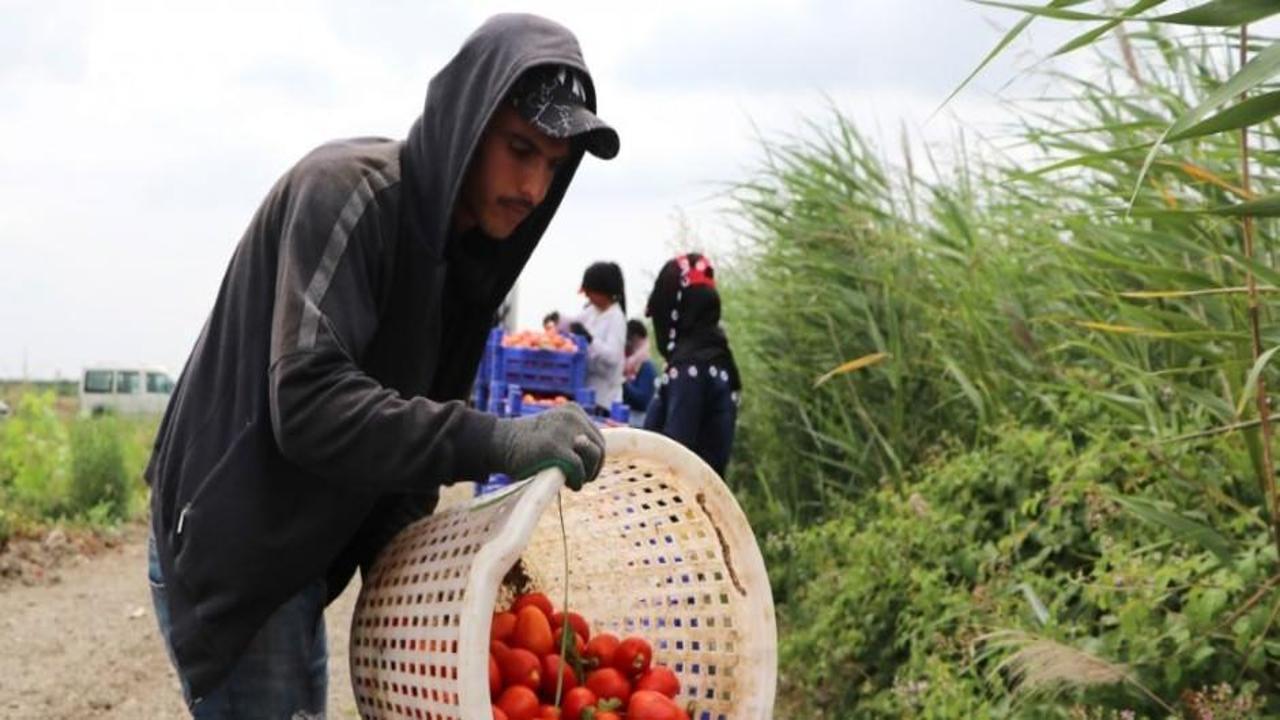 Pazarda, markette 4 katı fiyata satılıyor! Hasat erken başladı
