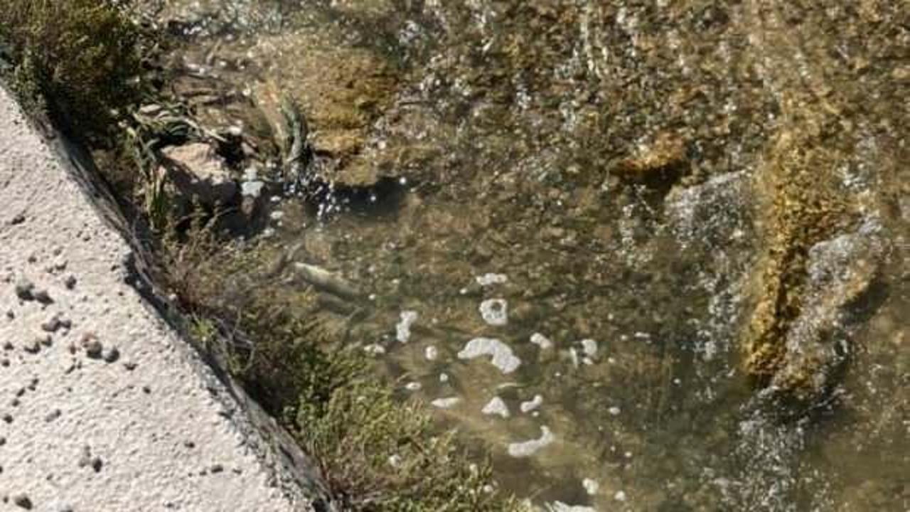 Sivas’ta çayda balık ölümlerine inceleme