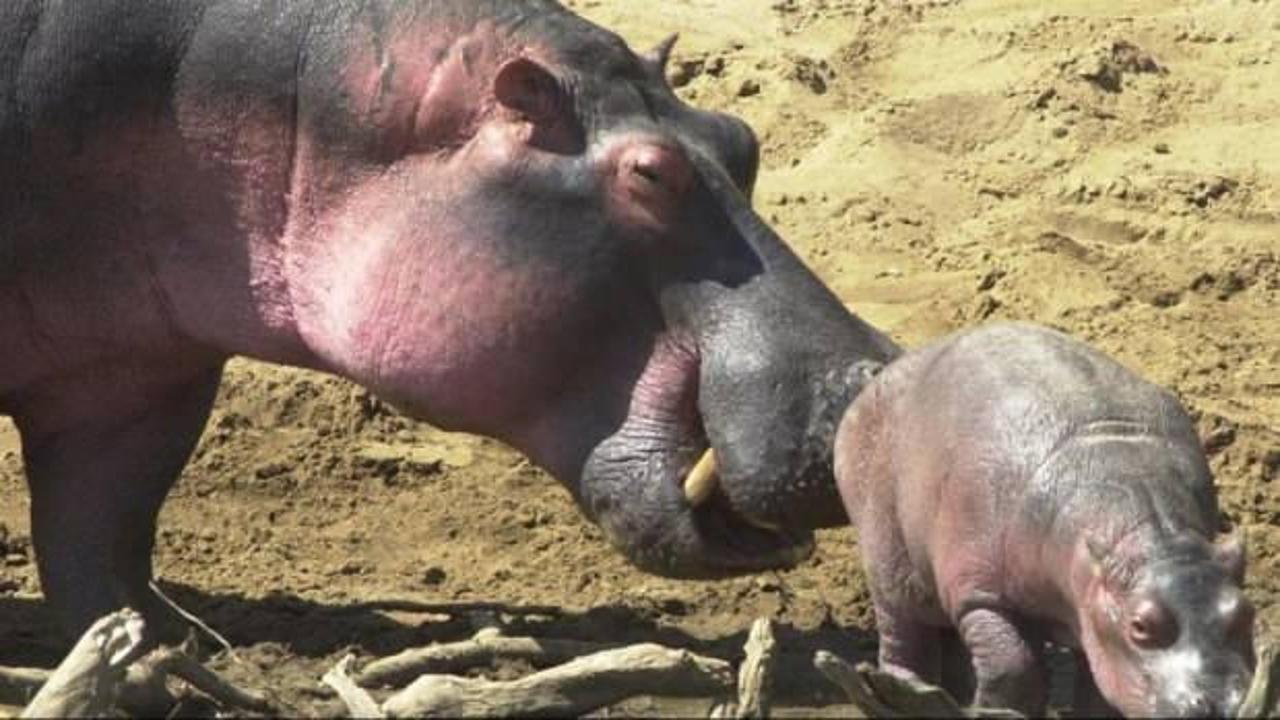 Su aygırlarına yönelik ilginç araştırma!