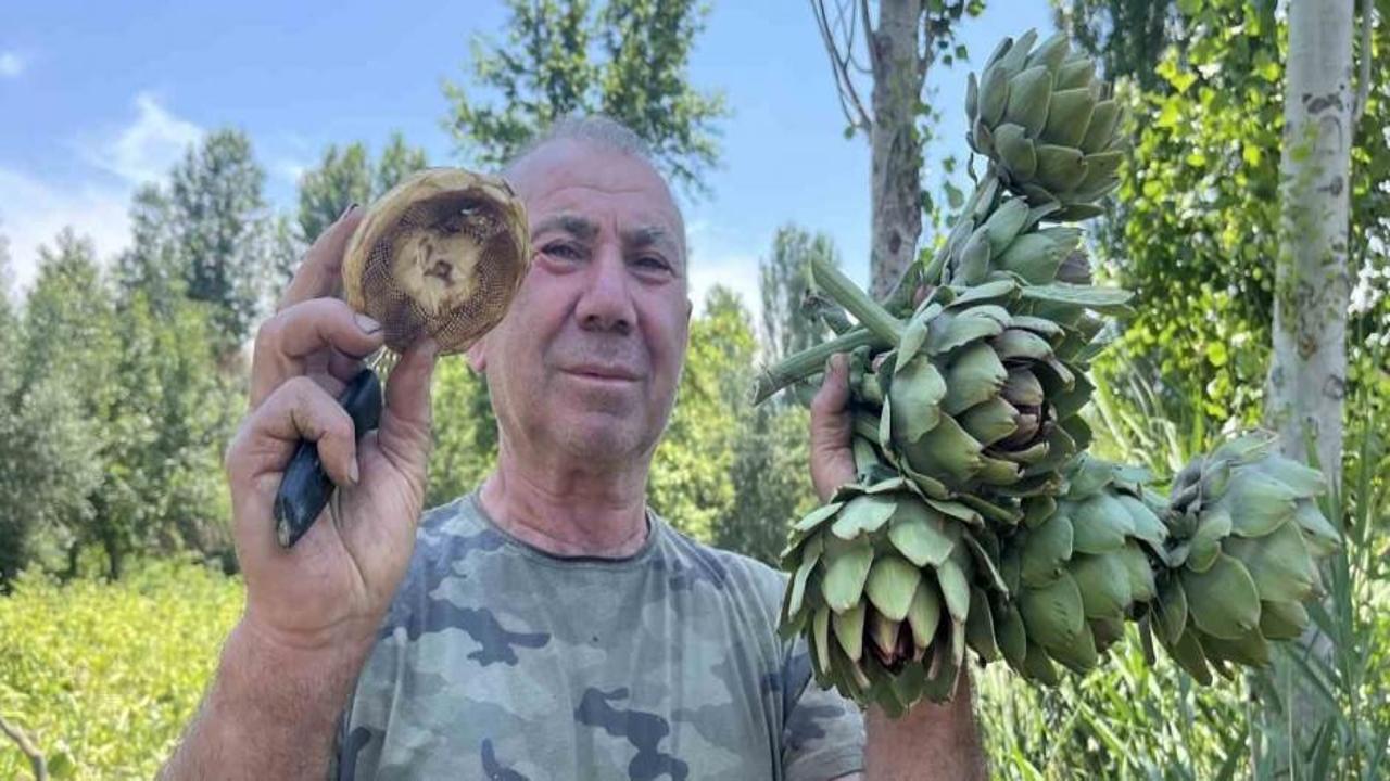 Taleplere yetişemiyor! Pazarda 35 liraya satılıyor