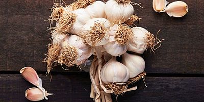 Taşköprü sarımsağında 25 bin tonluk rekolte bekleniyor