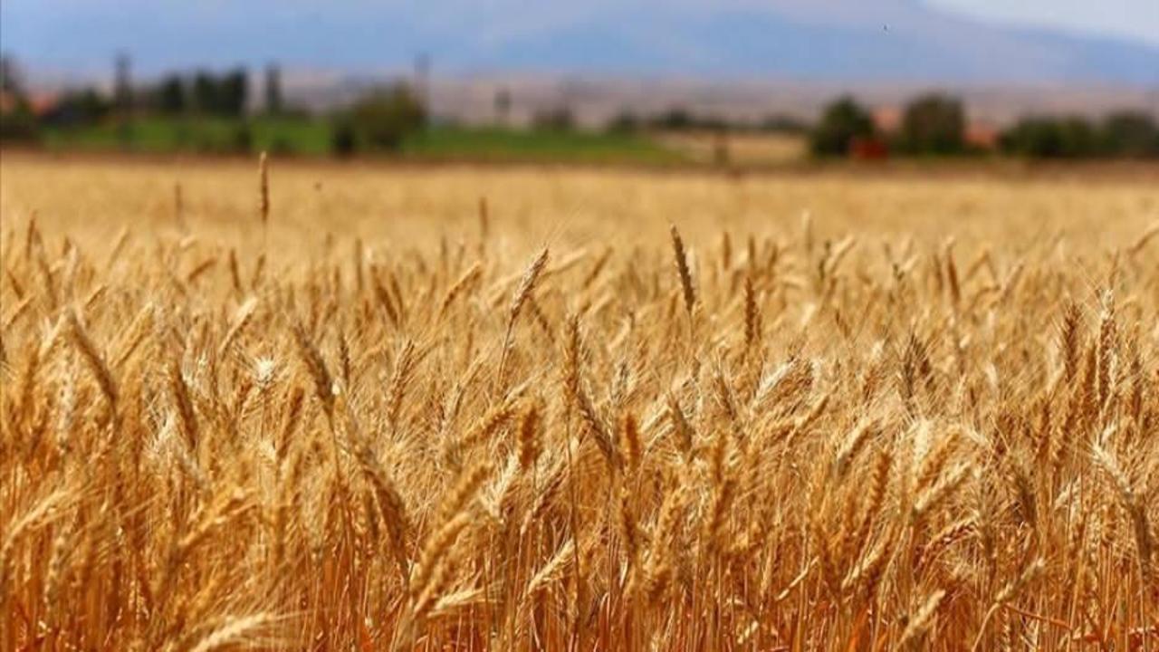 TMO, bu sezon üreticilerden 1 milyon tonun üzerinde buğday ve arpa aldı