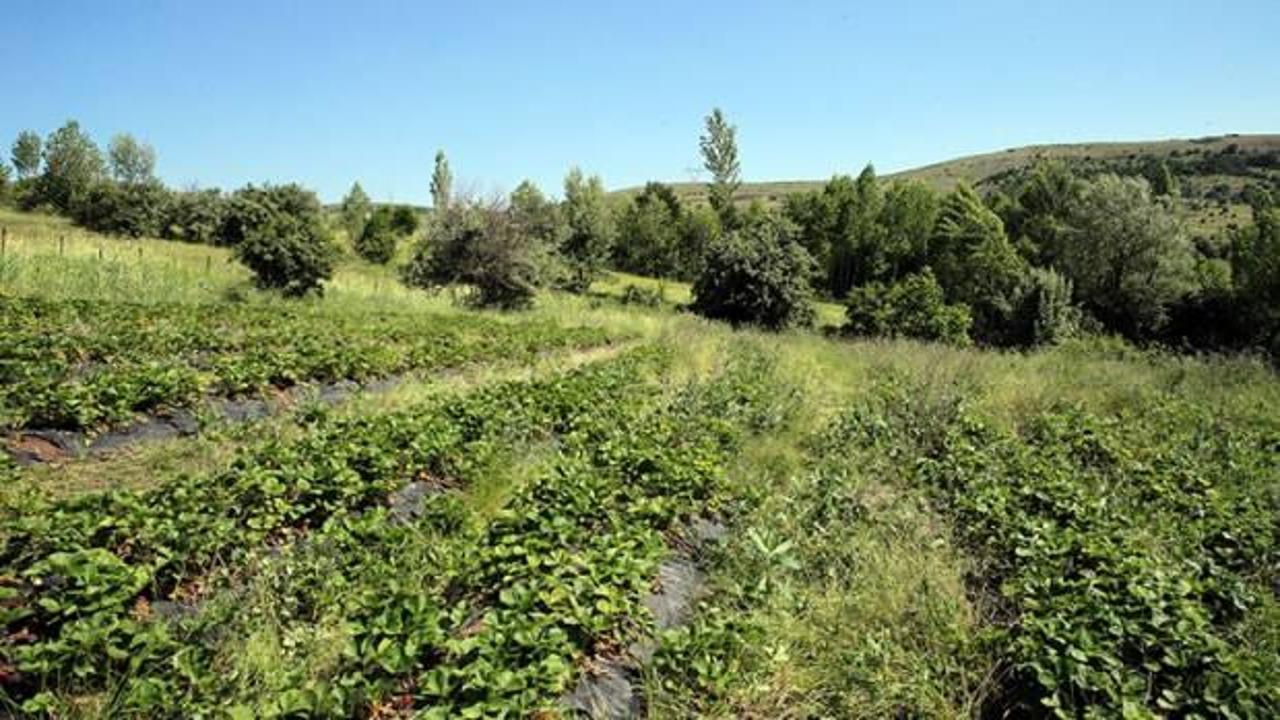 Tokat'ta hibe desteğiyle çilek üretimine başlayan çiftçi, talebe yetişmekte zorlanıyor