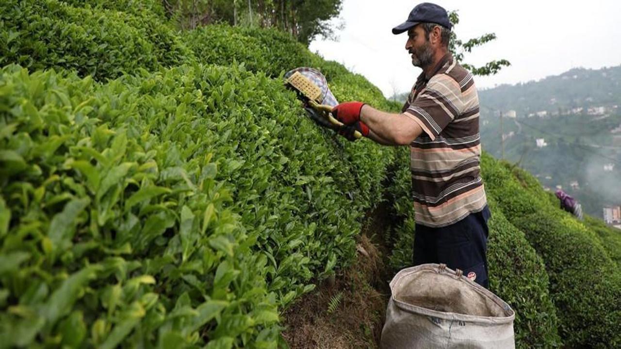 Türk çayı yılın ilk yarısında 112 ülkede alıcı buldu