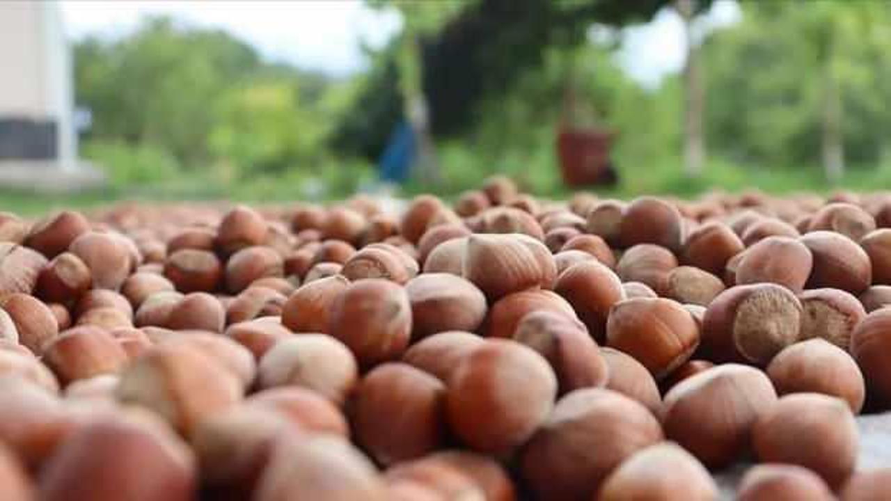 Türk fındığı Cezayir'de tanıtıldı