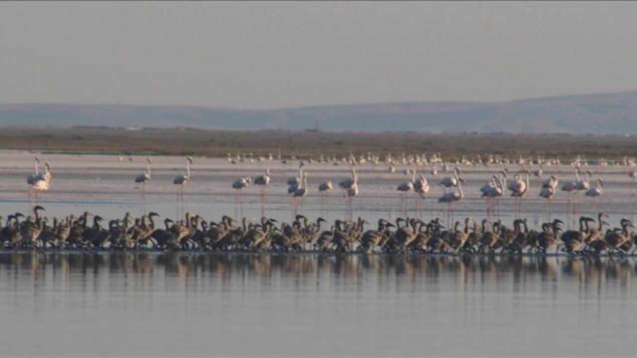 Tuz Gölü'nde bu yıl 4 bin 300 flamingo dünyaya geldi