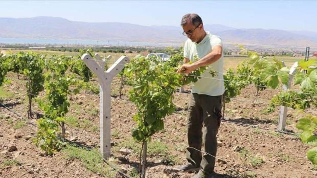 Yıllar sonra memleketine döndü, atıl araziyi üzüm bahçesine dönüştürdü